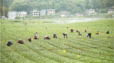 让更多农特产品走进大湾区市场