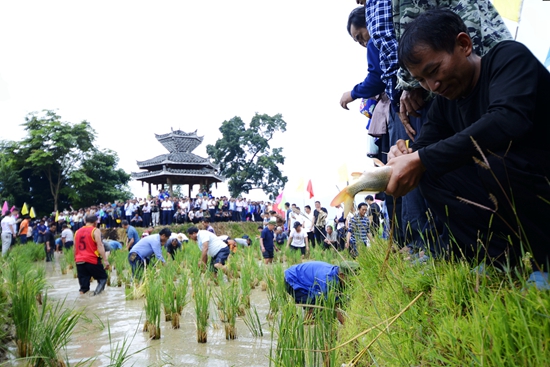 图5：游客朋友与村民正在稻田里面徒手抓鱼.jpg