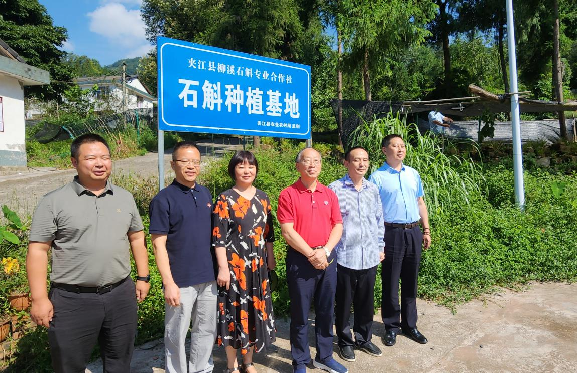 中国石斛产区的“黄金七度” ——中华
