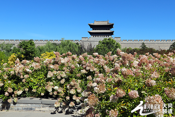 城墙花正好 秋色浓浓来相见