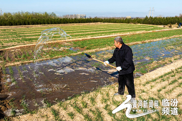 山西襄汾:小麦冬浇冬水灌得饱来年收成
