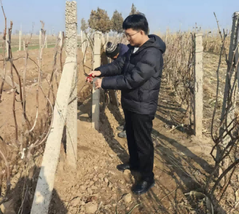 数字赋能东岳固：一颗葡萄串起的乡村振