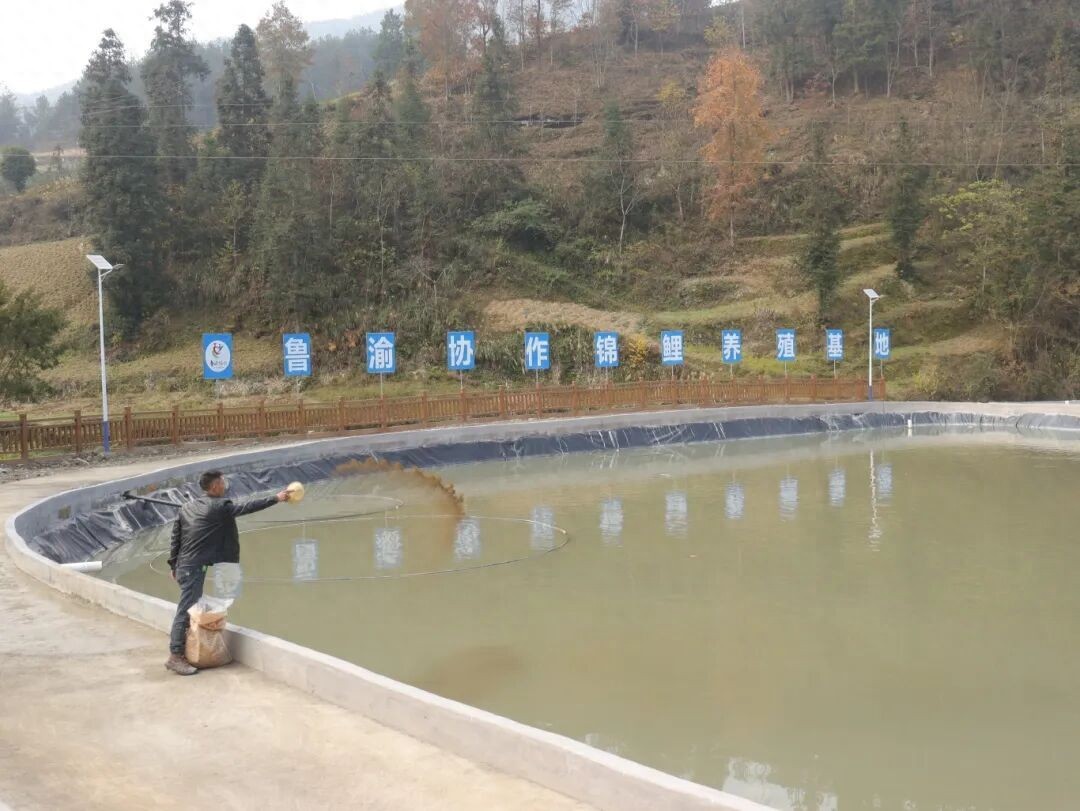重庆彭水鲁渝协作|山海为桥 产业为脉，聊