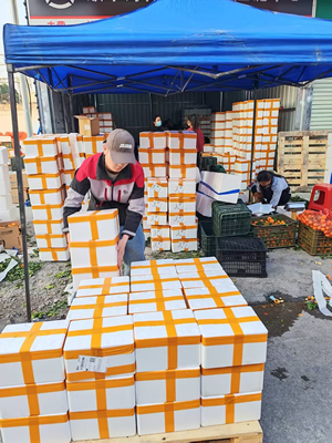 顺丰海吉星仓储供应链中心发力        广西砂糖橘香飘全 