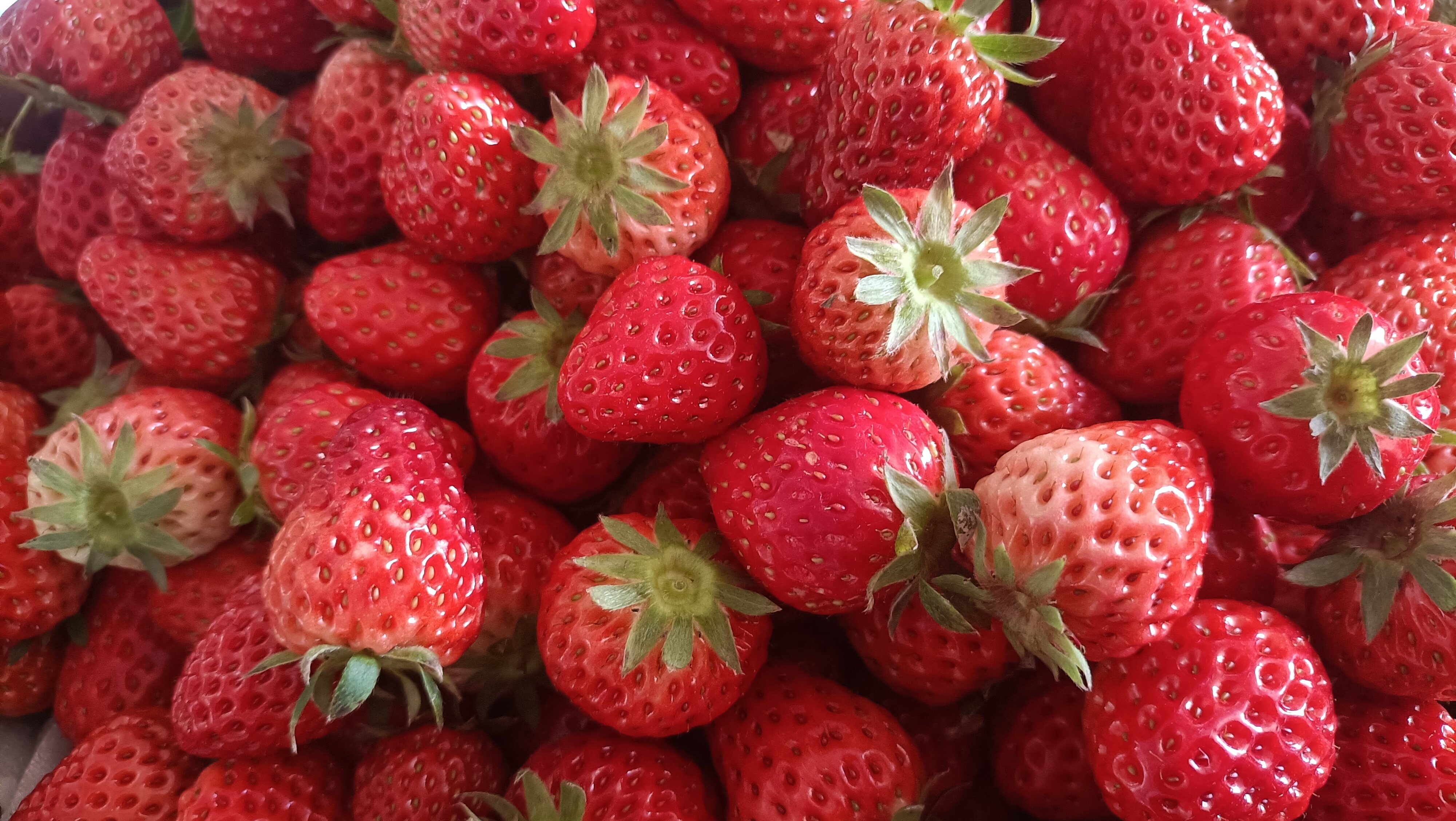 青春音乐赋能乡村振兴  成都东部新区第四届航空草莓文化季活动 